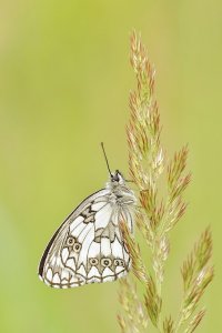 motyl na źdźble trawy